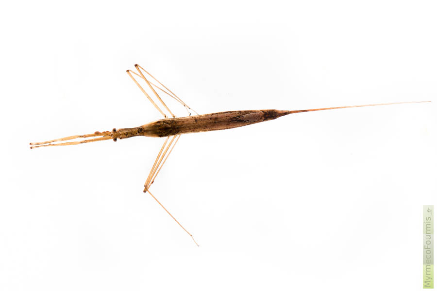 Macrophotographie sur fond blanc d'une ranâtre, une espèce de punaise aquatique ressemblant à une brindille avec son corps fin et long pourvu d'un siphon respiratoire fonctionnant comme un tuba et de longues pattes ravisseuses.