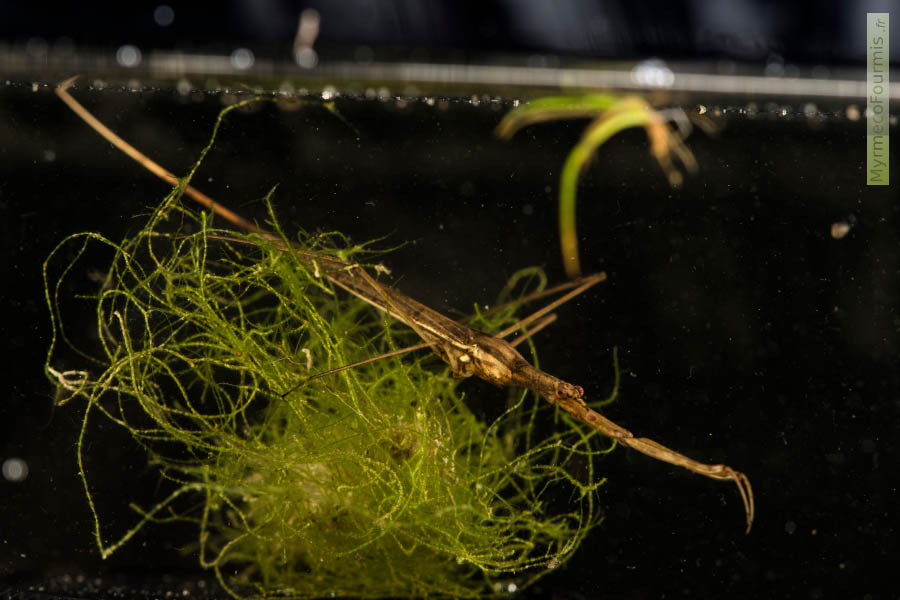 Une ranâtre s'est cachée sur un tas d'algues dans un aquarium pédagogique. Elle laisse flotter son siphon respiratoire à la surface pour pouvoir continuer à respirer tout en étant sous l'eau.