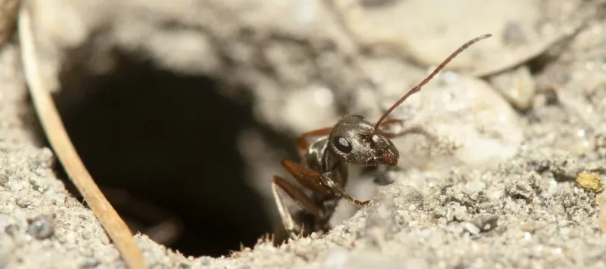Une fourmi grise des bords de rivières, Formica selysi, sortant de son nid.