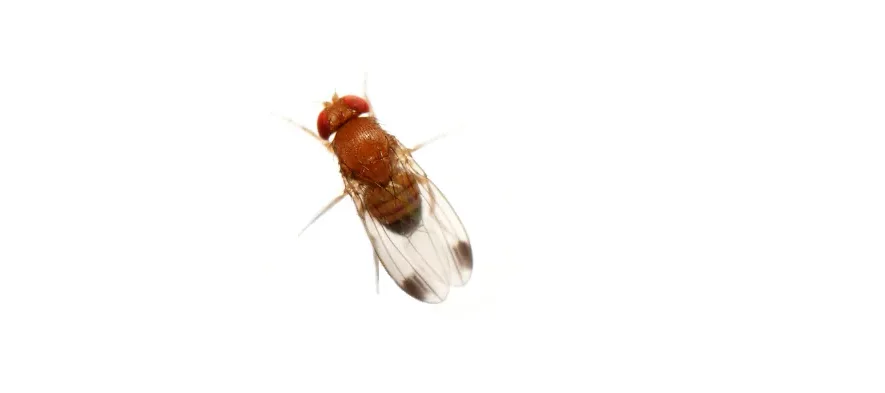 Photo vue de dessus sur fond blanc en macro d'une drosophile asiatique invasive venue du Japon, Drosophila suzukii.