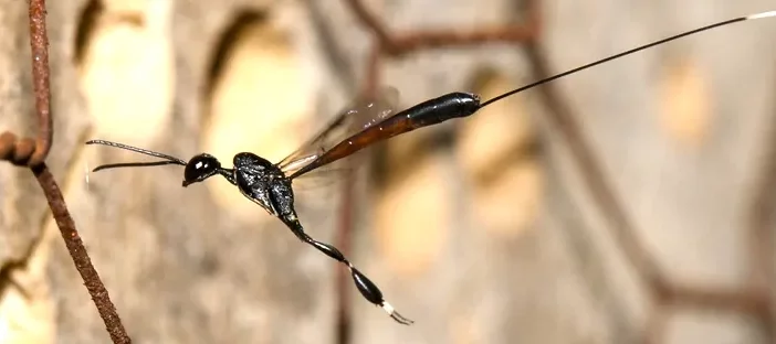Fine guêpe avec un long ovipositeur noir avec une tache blanche au bout du genre Gasteruption de la famille des Gasteruptidae inspectant des nids d'abeilles dans un hôtel à insectes.
