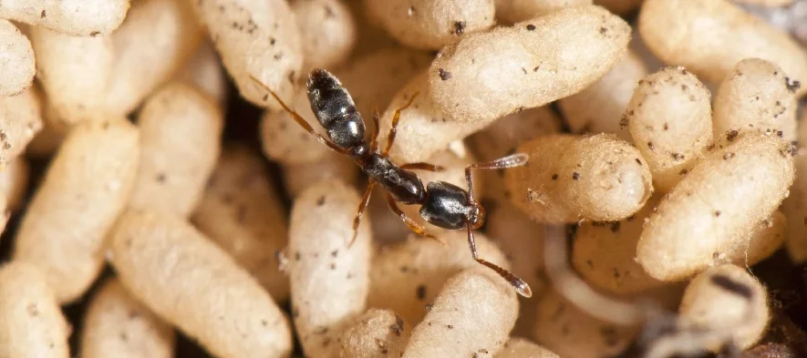 Une fourmi de la sous-famille des Ponerinae s'occuppe de cocons dans sa fourmilière.