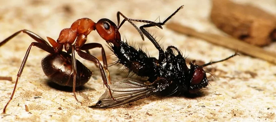 Une fourmi des bois orange et noire est vue de profil en macro photo transportant une mouche morte qu'elle tire au sol.