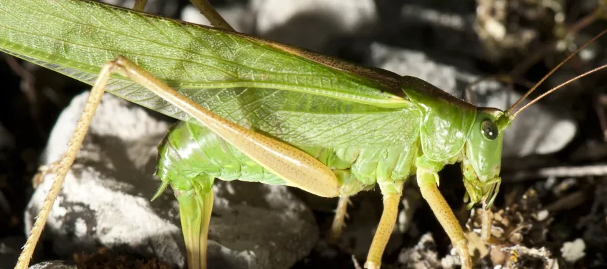 Une grande sauterelle verte femelle en train de pondre dans le sol avec son grand "dard" aussi appelé tarière ou ovipositeur.
