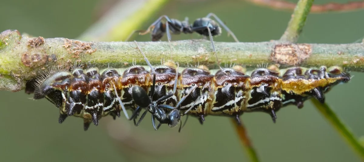 Une chenille du papillon porte-queue impérial Jalmenus evagoras protégée par deux fourmis du genre Iridomyrmex.