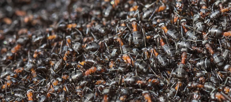 Des centaines de fourmis rousses (Formica s. str.) agglutinées en tas au dessus d'une fourmilière, formant un immense tapis de fourmis. Ces fourmis ont une tête noire, un thorax orange et un abdomen noir mat strié de noir brillant.
