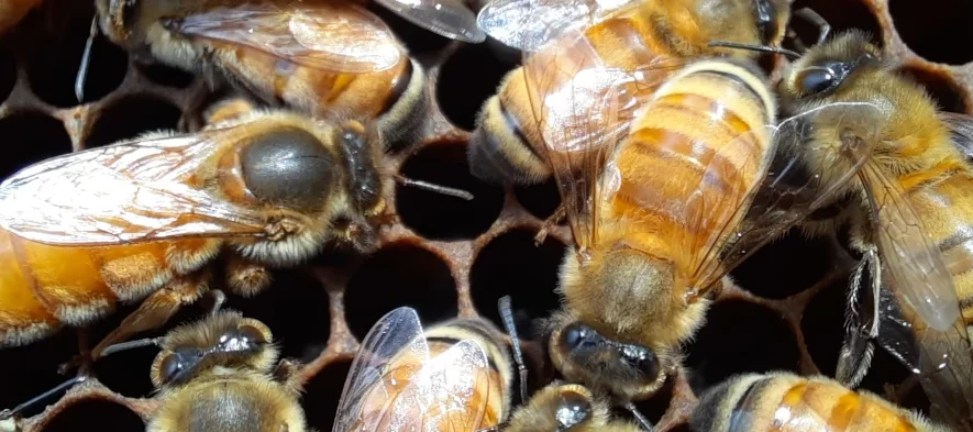 Une reine abeille est vue de côté, entourée d'abeilles ouvrières sur le cadre de cire d'une ruche.