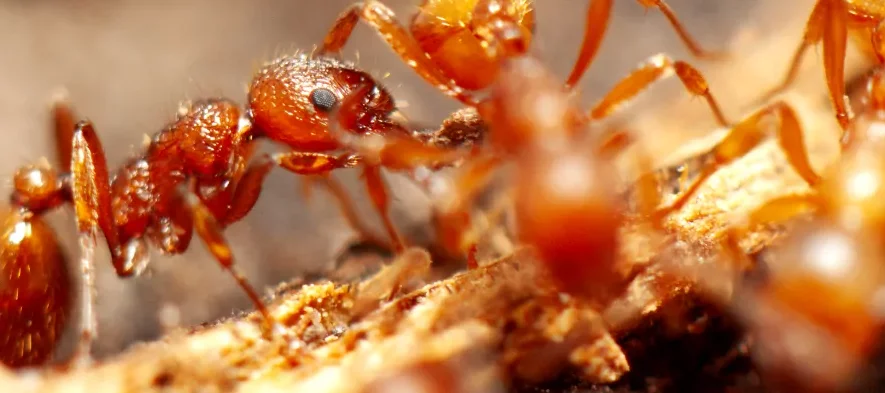 Une fourmi rouge de France, Manica rubida, qui peut causer de douleureuses piqûres.