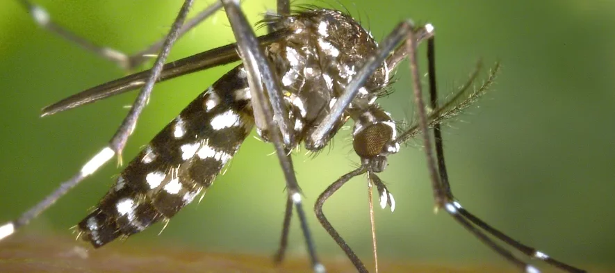 Photographie macro d'un moustique tigre piquant un humain pour boire son sang. Le moustique est blanc et noir de petite taille.