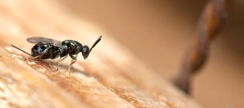 Une petite guêpe parasitoïde verte métallique avec un long ovipositeur vue de profil sur une planche de bois, cette guêpe appartient à la famille des insectes hyménoptères Torymidae.