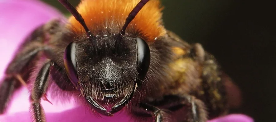 Andrena fulva, une abeille solitaire du genre des Andrènes, de couleur noire et orange, vue de face