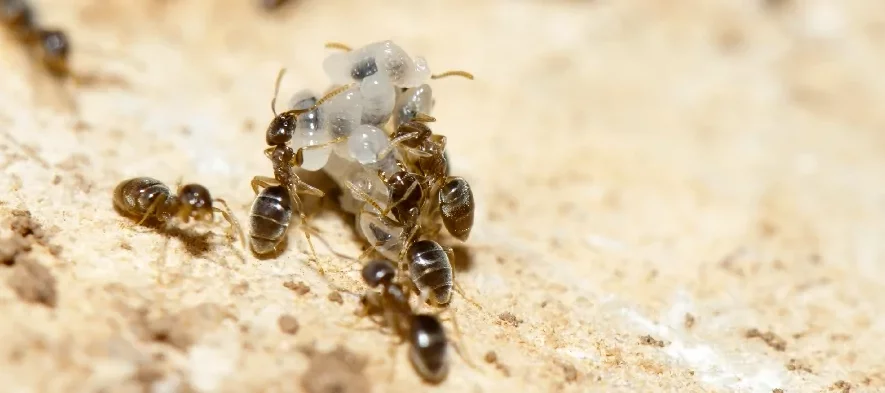 Plusieurs ouvrières fourmis du genre Bothriomyrmex prennent soin de leurs larves sur une pierre de couleur beige clair.
