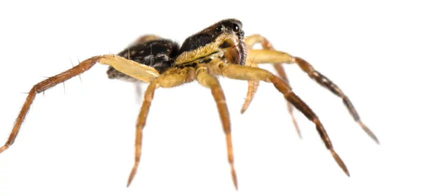 Photo de profil d'une jeune araignée loup en macro sur fond blanc. L'araignée a de longues pattes jaunes et un corps noir avec des yeux noirs brillants.