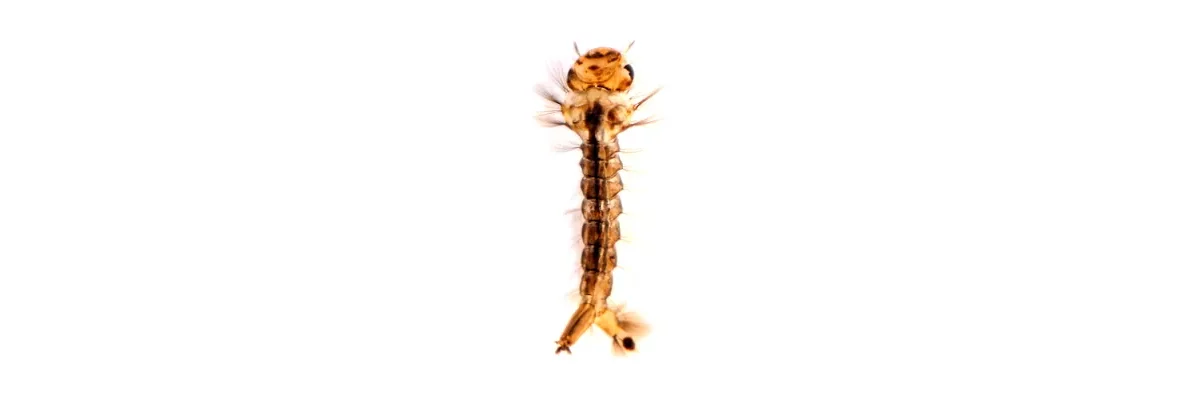 Une larve aquatique de moustique photographiée sur fond blanc.