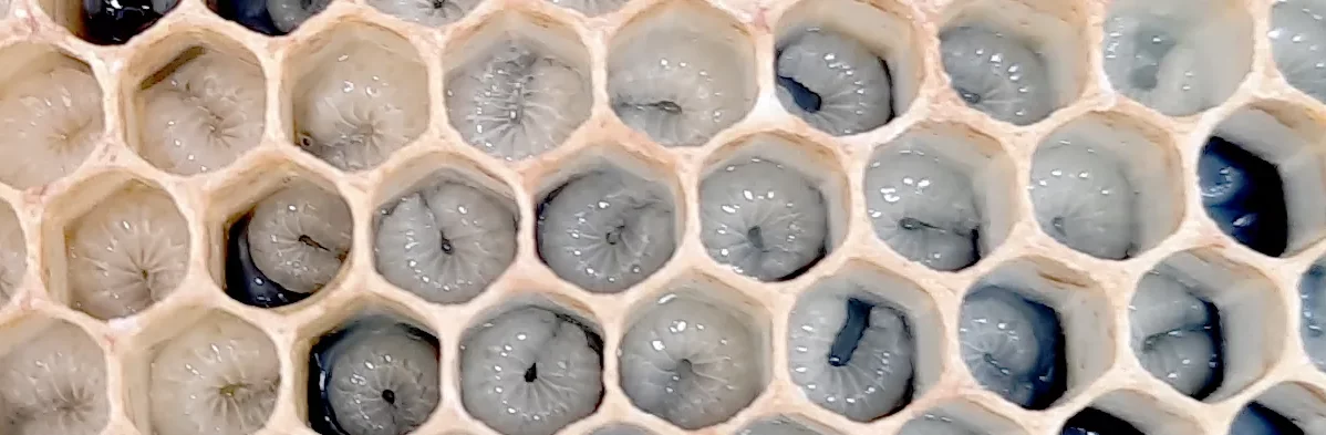 Photo macro de larves d'abeilles se développant dans leurs alvéoles ou cellules de cire dans une ruche.