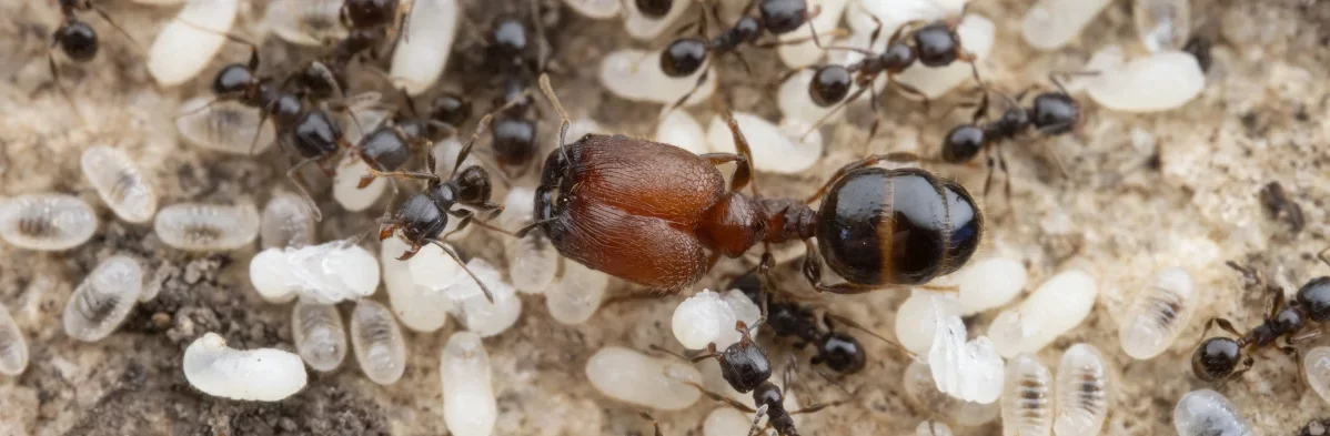 Une très grande fourmi soldate du genre Pheidole dans un nid, entourée d'ouvrières et de larves.