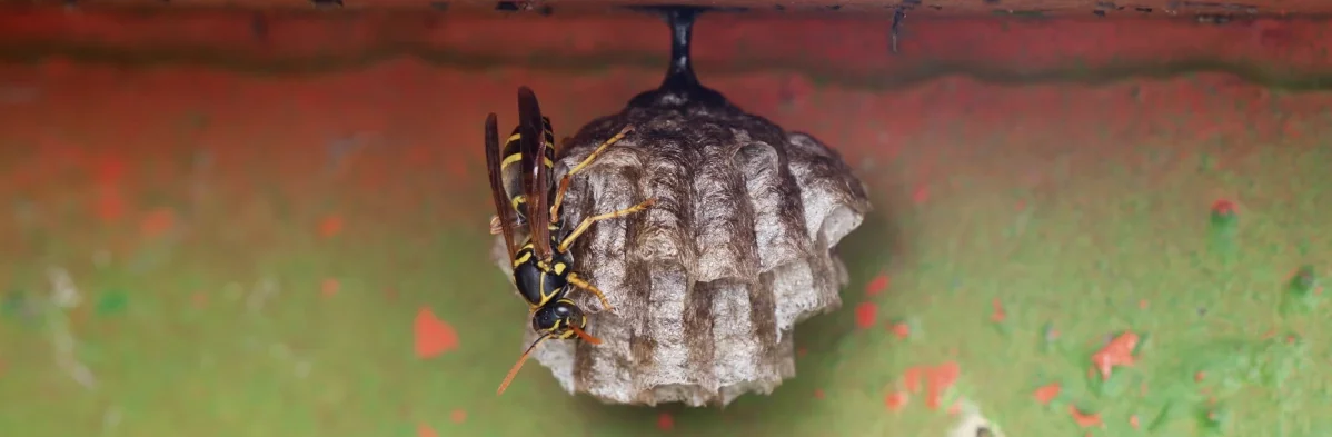Une guêpe poliste sur son nid de guêpe en papier.