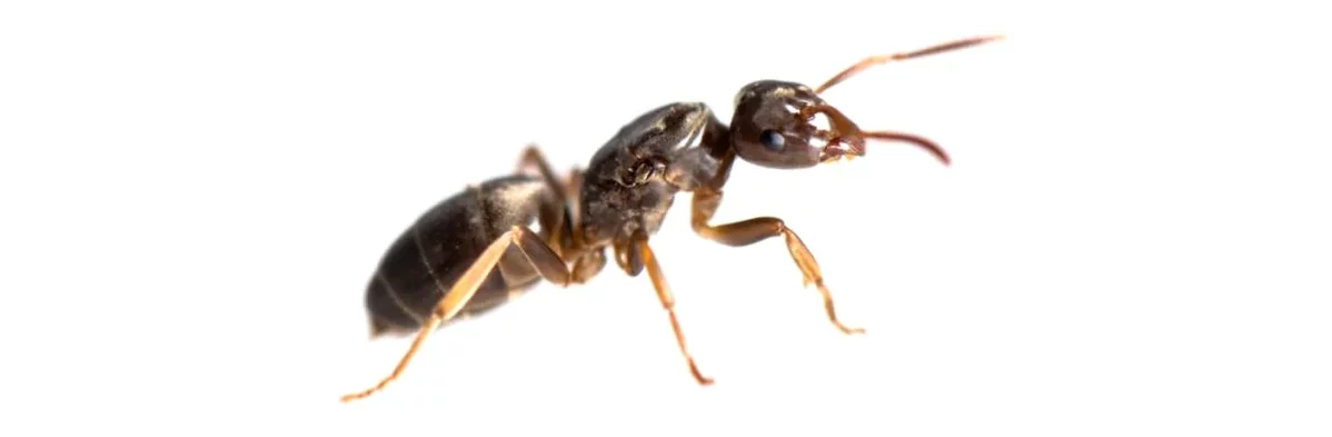 Photo macro de profil sur fond blanc d'une reine fourmi brune avec des pattes jaunes de l'espèce Lasius Chtonolasius mixtus.