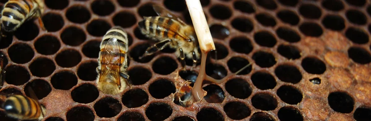 Un apiculteur teste une cellule de couvain d'abeille infectée par la loque américaine. Un filament brun se forme entre la brindille et la cellule, indiquant la présence de Paenibacillus larvae.
