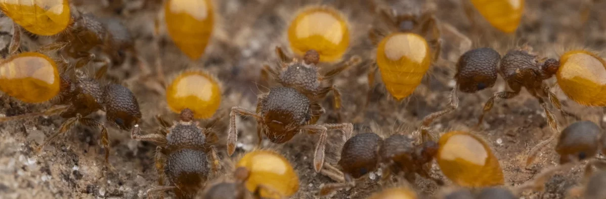 Des fourmis oranges et marrons de l'espèce Meranoplus minor, aussi appelées fourmis à bouclier (shield ants).