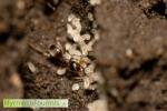 Une ouvrière de fourmi invasive de l'espèce Lasius neglectus prenant soin de larves. Vue de dessus dans son nid.