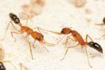 Deux fourmis ouvrières Harpegnatos saltator se battent en duel.