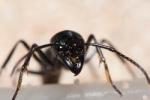 Une très grande fourmi exotique de couleur noire et brune, vue de face.