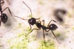 Une fourmi ouvrière noire du genre Myrmoteras avec des mandibules piège à machoires grandes ouvertes.