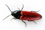 Un insecte rouge et noir vu de dessus en macro sur fond blanc. Il s'agit d'un taupin ou scrabée cliqueur.