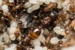De petites fourmis brunes, Tetramorium semilaeve, vues dans leur fpurmilière avec des larves et nymphes.