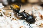 Une fourmi noire à abdomen doré d'Australie, du genre Camponotus.