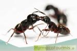Deux fourmis charpentières du genre Camponotus partager de la nourriture par trophallaxie, sur fond blanc.