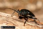 Un capricorne ou coléoptère longicorne noir sur du bois. Cet insecte est entièrement noir avec de longues antennes.
