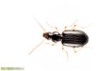Petit insecte noir brun et marron avec des pattes claires et une cuticule brillante. C'est un coléoptère ou carabe.