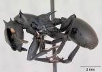 Une fourmi parapente ou fourmi tortue noire de l'espèce Cephalotes atratus dans une collection entomologique.