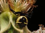 Une araignée crabe noire et jaune en ambuscade sur une fleur de ronce.