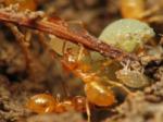 Une fourmi orange, probablement Lasius flavus, porte un puceron de racines.