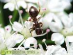 Une fourmi du genre Lasius boit du nectar dans une petite fleur blanche.
