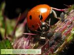Une fourmi noire, probablement Formica fusca, essaie de saisir et de chasser une grande coccinelle orange avec sept points noirs qui mange des petits pucerons sur une tige de plante.