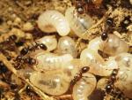 Des fourmis noires des pavés, Tetramorium caespitum, s'occupent de leurs grandes larves blanches qui donneront des fourmis princesses ailées.