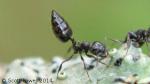 Une fourmi noire a abdomen en forme de pique du genre Crematogaster.