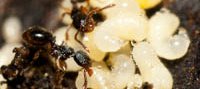 Deux petites fourmis marrons et noires de l'espèce Myrmecina graminicola vues dans leur fourmilière avec des larves.