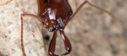 Gros plan sur la tête d'une fourmi brune du genre des fourmis piège à mâchoires Odontomachus.