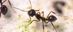 Une fourmi ouvrière noire du genre Myrmoteras avec des mandibules piège à machoires grandes ouvertes.