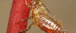 Un puceron jaune et rouge excrète une gouttelette de miellat au bout de son abdomen, tout en s'accrochant à une tige rouge.