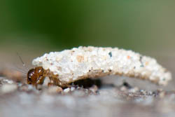 Une larve d'insecte porte-bois terrestre, aussi appelé phrygane terrestre ou trichoptère, de l'ordre Trychoptera, marche sur le sol.d'une forêt.