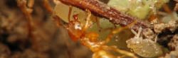 Une fourmi orange, probablement Lasius flavus, porte un puceron de racines.