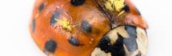 Une coccinelle rouge à points noirs porte un champignon parasite jaune (laboulbeniales).