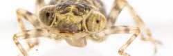Une larve aquatique et prédatrice de libellule vue de face sous l'eau en macro sur fond blanc.