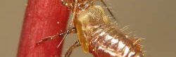 Un puceron jaune et rouge excrète une gouttelette de miellat au bout de son abdomen, tout en s'accrochant à une tige rouge.
